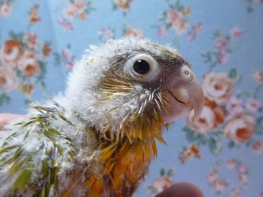 ウロコインコの仲間