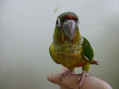 ワキコガネウロコインコ