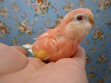 手乗りアキクサインコ ルビノー アキクサインコ(秋草インコ)