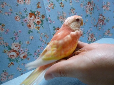 アキクサインコ（秋草インコ）