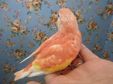 アキクサインコ（秋草インコ）