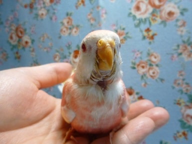 アキクサインコ（秋草インコ）