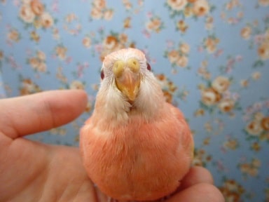 アキクサインコ（秋草インコ）