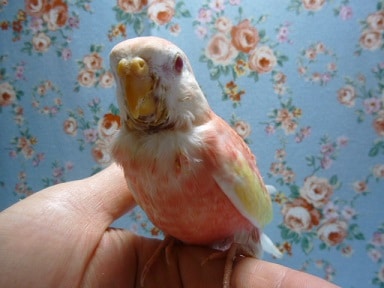 アキクサインコ（秋草インコ）
