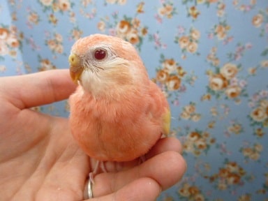 アキクサインコ（秋草インコ）