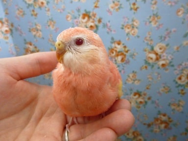 アキクサインコ（秋草インコ）