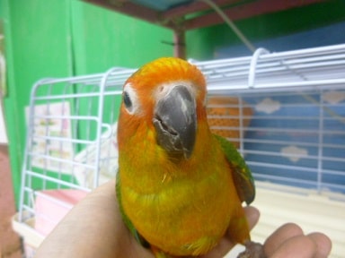 コガネメキシコインコ