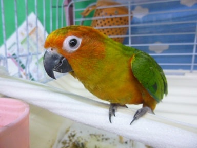 コガネメキシコインコ