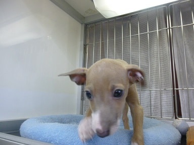 イタリアングレーハウンド