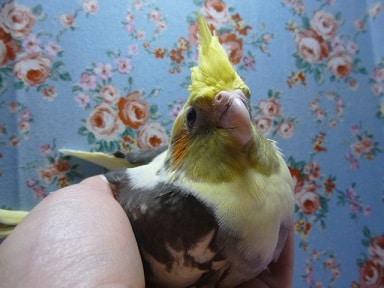 オカメインコ