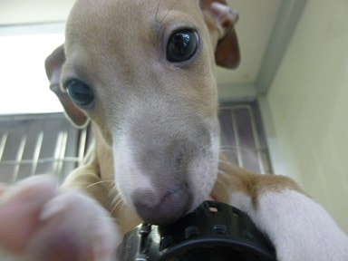 イタリアングレーハウンド