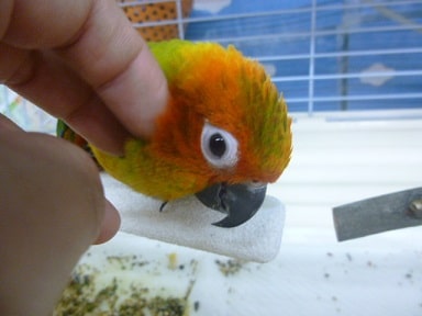 コガネメキシコインコ