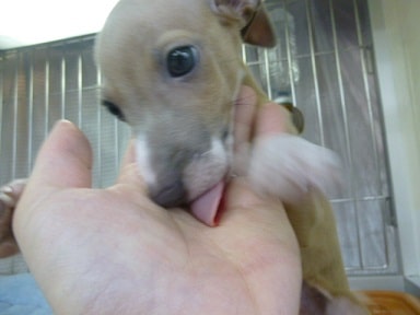 イタリアングレーハウンド