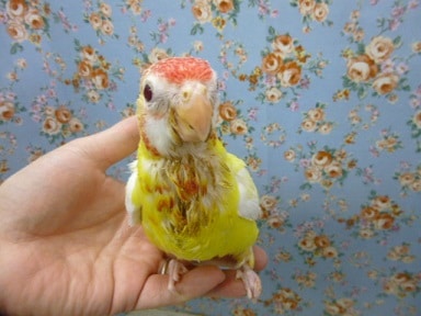 ナナクサインコ（七草インコ）