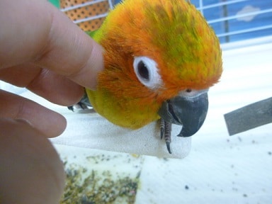 コガネメキシコインコ