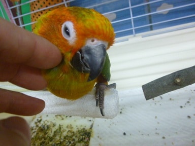 コガネメキシコインコ