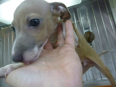 イタリアングレーハウンド