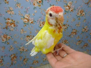 ナナクサインコ（七草インコ）