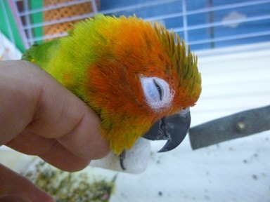 コガネメキシコインコ