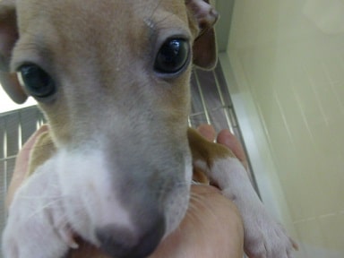 イタリアングレーハウンド