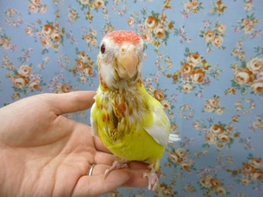 ナナクサインコ（七草インコ）