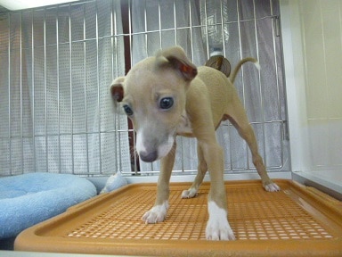 イタリアングレーハウンド