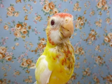 ナナクサインコ（七草インコ）