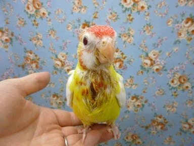 ナナクサインコ（七草インコ）