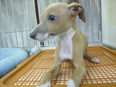 イタリアングレーハウンド