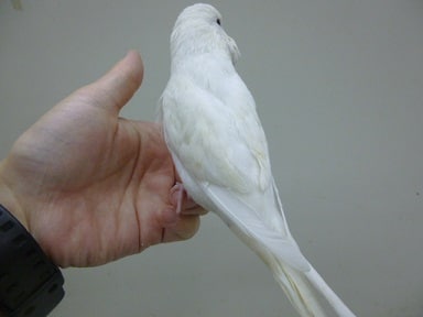 ジャンボセキセイインコ