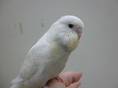 ジャンボセキセイインコ