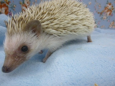 ハリネズミ（ヨツユビハリネズミ）