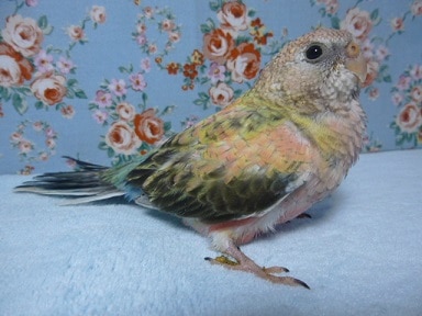 アキクサインコ（秋草インコ）