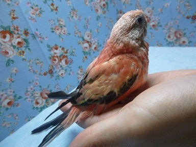 アキクサインコ（秋草インコ）