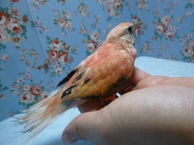 アキクサインコ（秋草インコ）