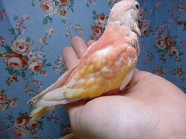 アキクサインコ（秋草インコ）