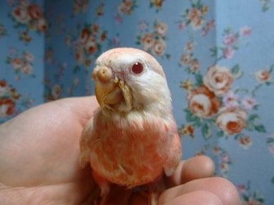 アキクサインコ（秋草インコ）