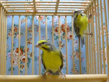 セイオウチョウ（青黄鳥）