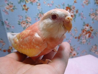 アキクサインコ（秋草インコ）
