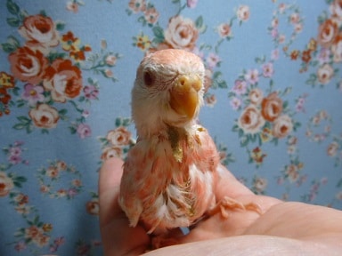 アキクサインコ（秋草インコ）