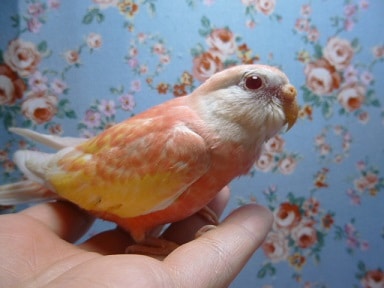 アキクサインコ（秋草インコ）