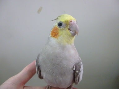 手乗りオカメインコ シナモンパールの男の子 ヒナ餌卒業済 オカメインコ
