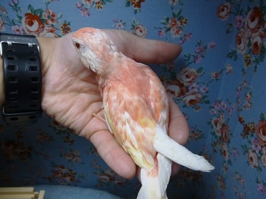 アキクサインコ（秋草インコ）