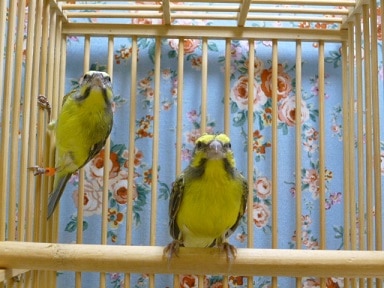 セイオウチョウ（青黄鳥）