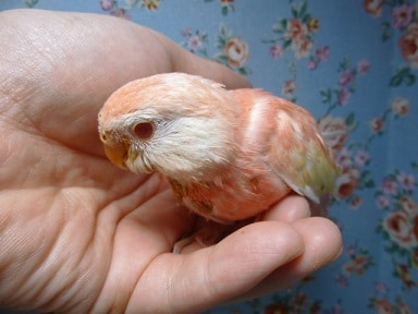 アキクサインコ（秋草インコ）