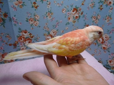 アキクサインコ（秋草インコ）