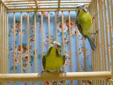 セイオウチョウ（青黄鳥）