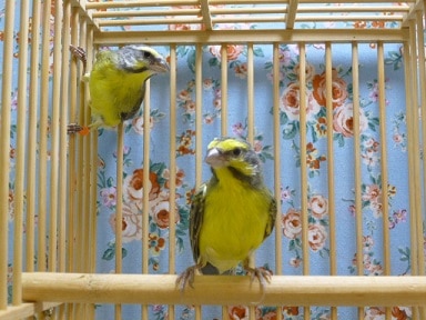 セイオウチョウ（青黄鳥）