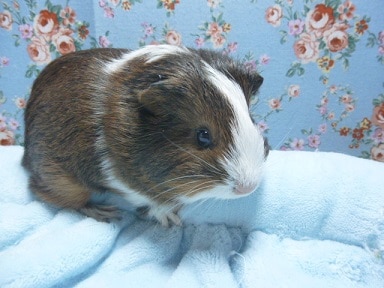 シェルティモルモット