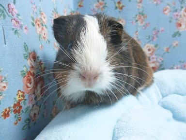 シェルティモルモット